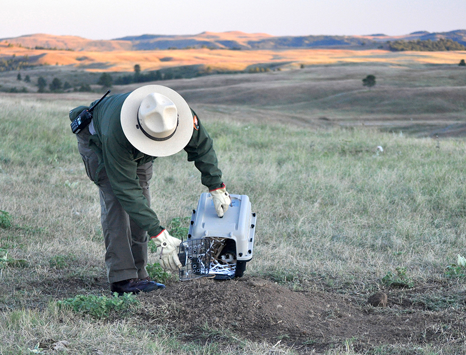 Park Superintendent Vidal Dávila releasing one of the 29 black-footed ferrets recently reintroduced into the park. NPS Photo