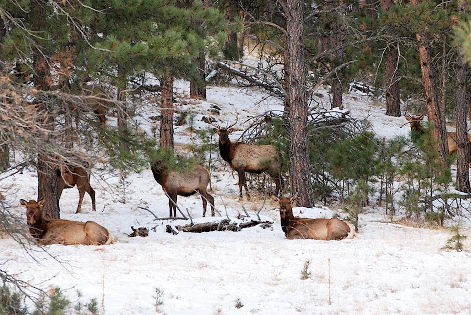 Earlier this year some elk were culled from Wind Cave National Park to reduce the threat of chronic wasting disease/NPS file Earlier this year some elk were culled from Wind Cave National Park to reduce the threat of chronic wasting disease/NPS file