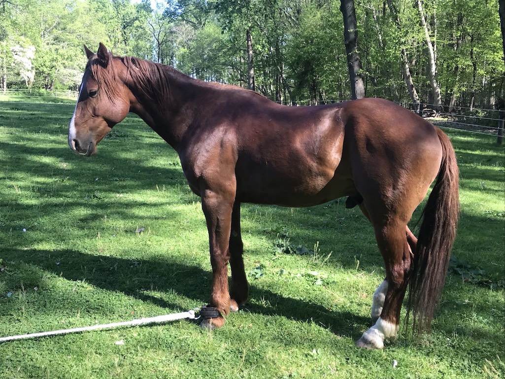 A horse that was tethered at a backcountry campsite in Wind Cave National Park was missing after slipping its tether/NPS HO