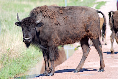 Young spike bison at Wind Cave National Park/KRepanshek May 2018