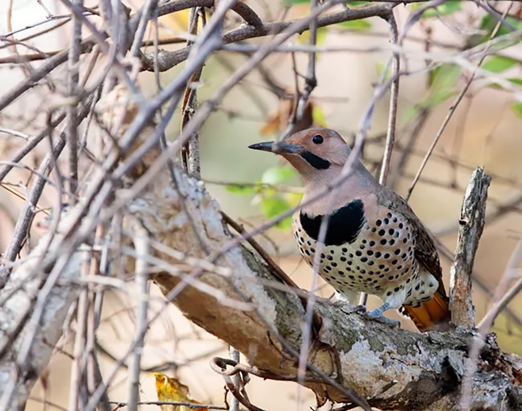 Northern flicker, Wind Cave National Park / NPS - N. Lewis