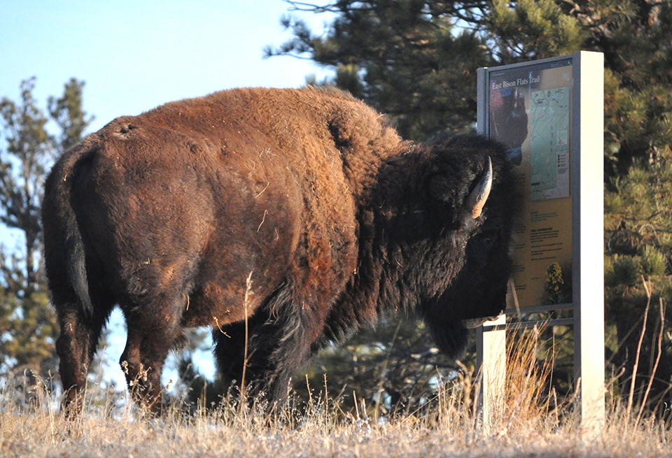 Getting directions, Wind Cave National Park / NPS-Tom Farrell