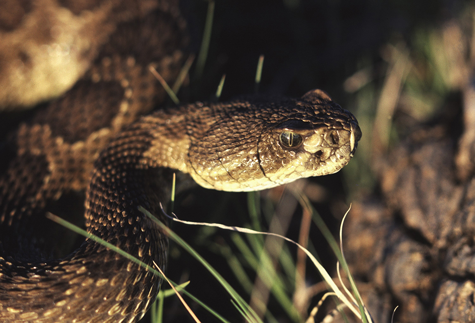 Eek! A snake! Wind Cave National Park / National Park Service