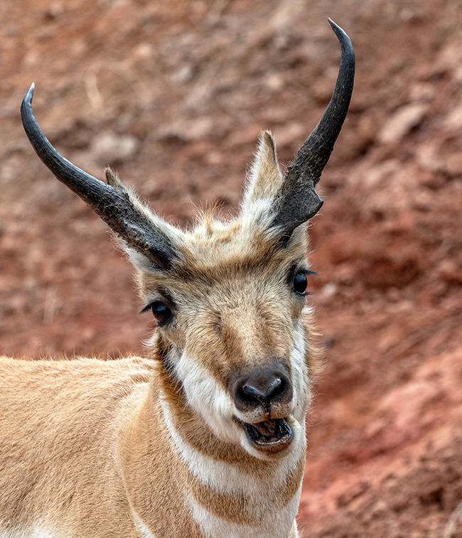 Pronghorn portrait, Wind Cave National Park / Rebecca Latson Pronghorn portrait, Wind Cave National Park / Rebecca Latson