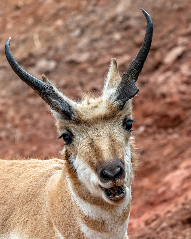 Pronghorn, Wind Cave National Park / Rebecca Latson