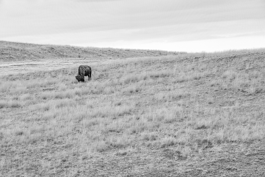 A lone bison grazing the landscape (converted to monochrome), Wind Cave National Park / Rebecca Latson A lone bison grazing the landscape (converted to monochrome), Wind Cave National Park / Rebecca Latson
