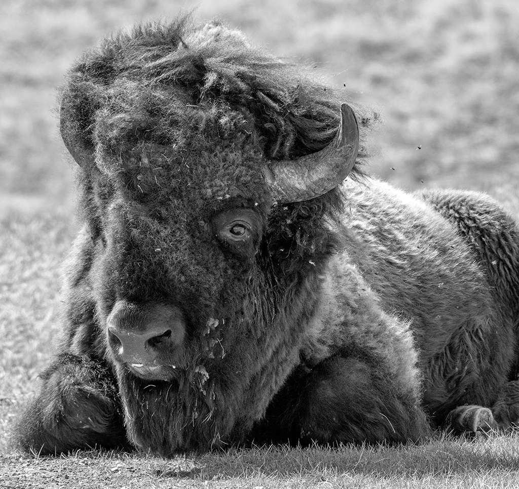 RBF (Resting Bison Face) in black-and-white, Wind Cave National Park / Rebecca Latson RBF (Resting Bison Face) in black-and-white, Wind Cave National Park / Rebecca Latson