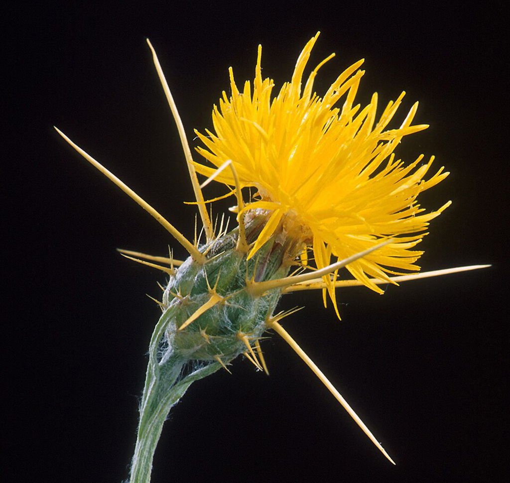 Yellow star-thistle, Yosemite National Park / Wiki Commons