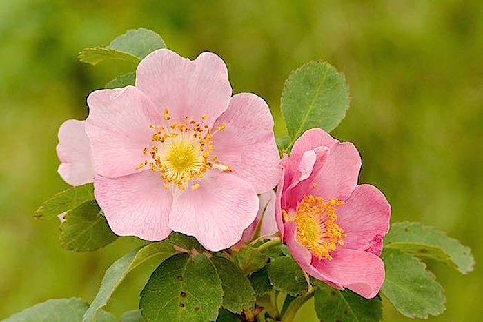 Wild roses at Yoho National Park/Jean Bjerke