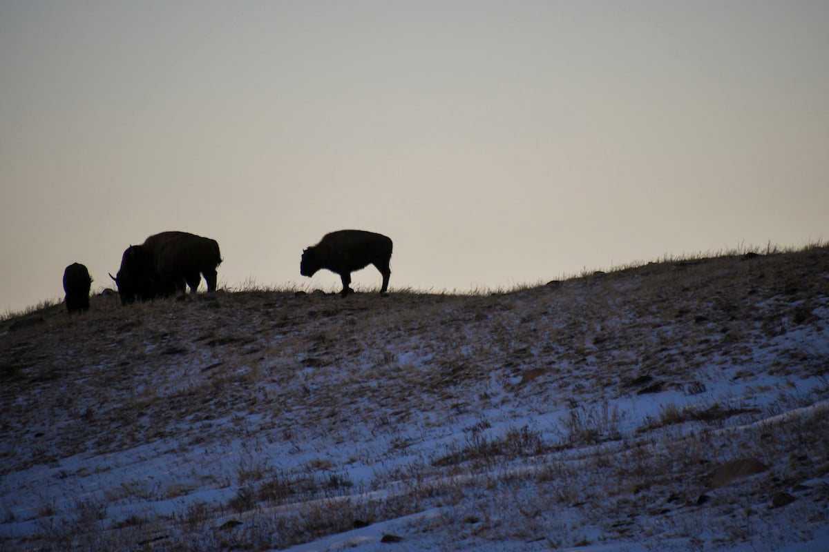 Bison at sunset in Waterton Lakes National Park. Bison at sunset in Waterton Lakes National Park.