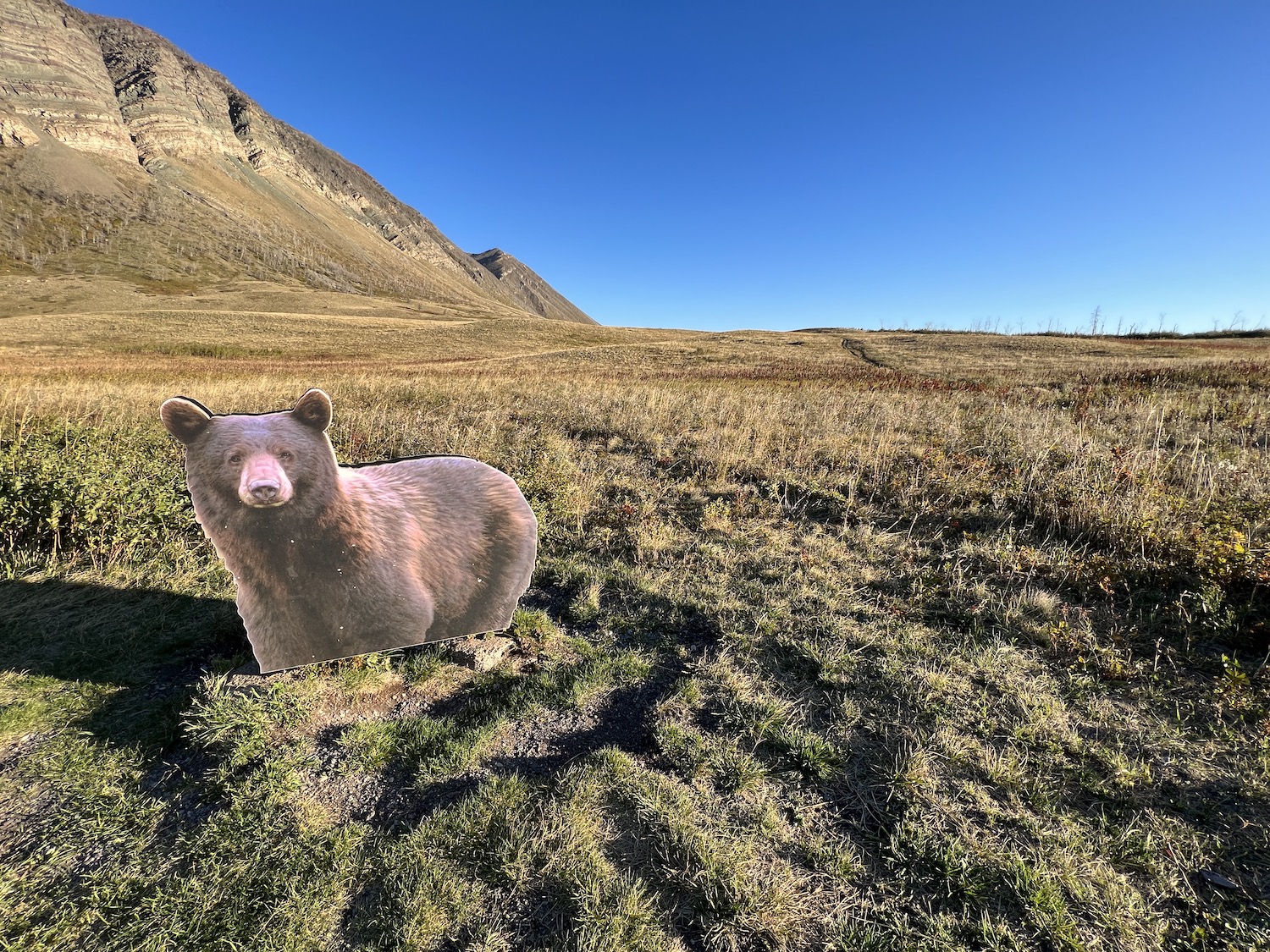 A cutout of a bear stands along the Red Rock Parkway in Waterton Lakes National Park near a sign telling people it's berry season and to watch for bears. A cutout of a bear stands along the Red Rock Parkway in Waterton Lakes National Park near a sign telling people it's berry season and to watch for bears.