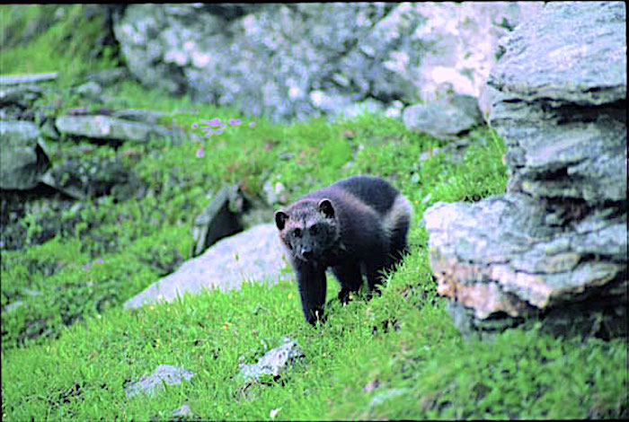 Wolverine in the wild/USFWS