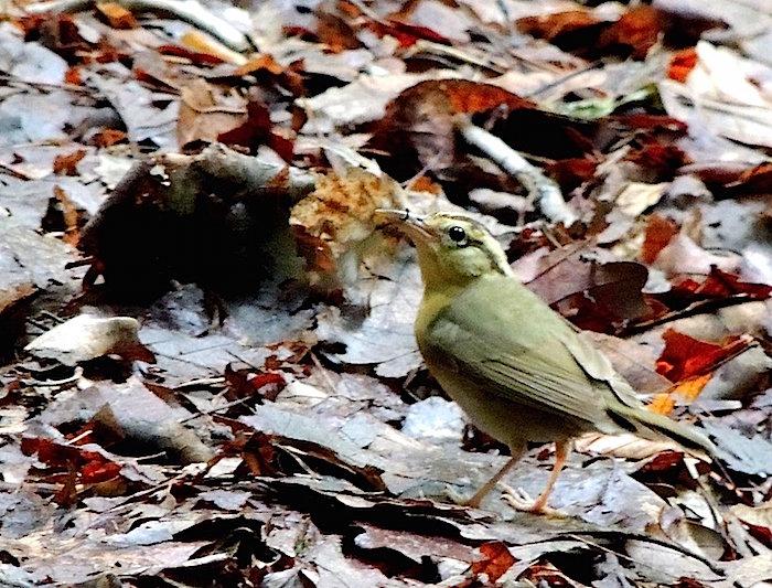 Worm Eating Warbler/Kirby Adams