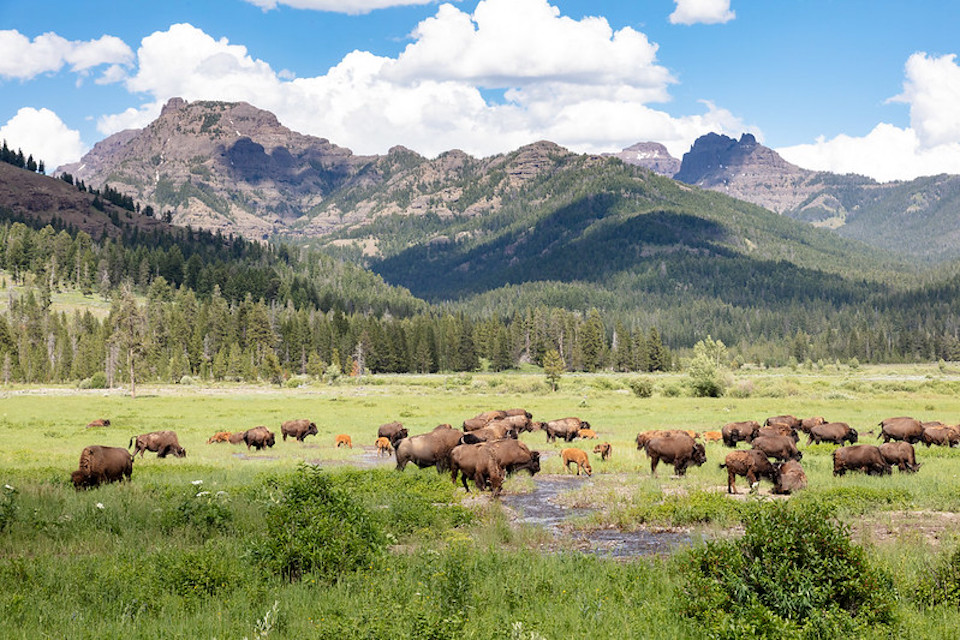 Yellowstone are beautiful to observe, but dangerous if you get too close, as a California woman painfully discovered/NPS file