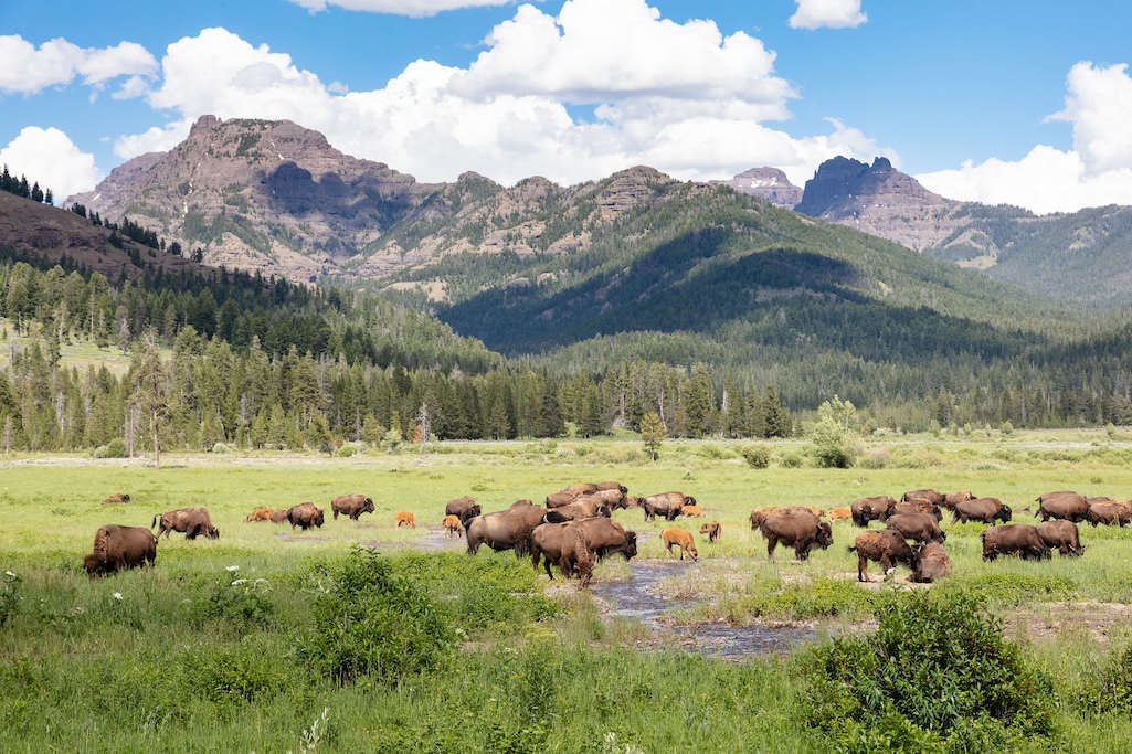 Bison in Round Prairie near the Pebble Creek Campground/NPS file, Jacob W. Frank