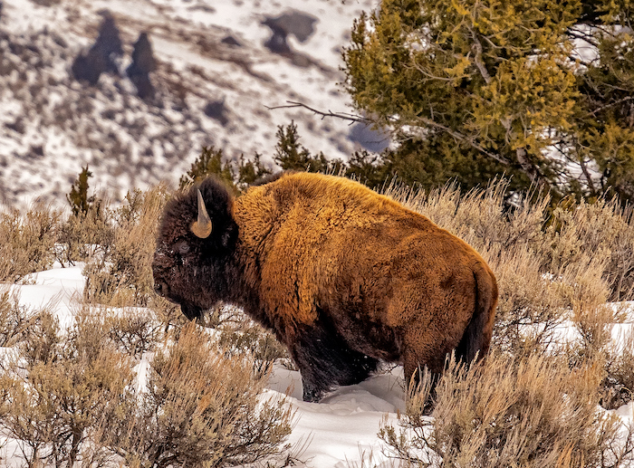 There are no shortage of wildlife concerns at Yellowstone, including how best to manage bison/Rebecca Latson There are no shortage of wildlife concerns at Yellowstone, including how best to manage bison/Rebecca Latson