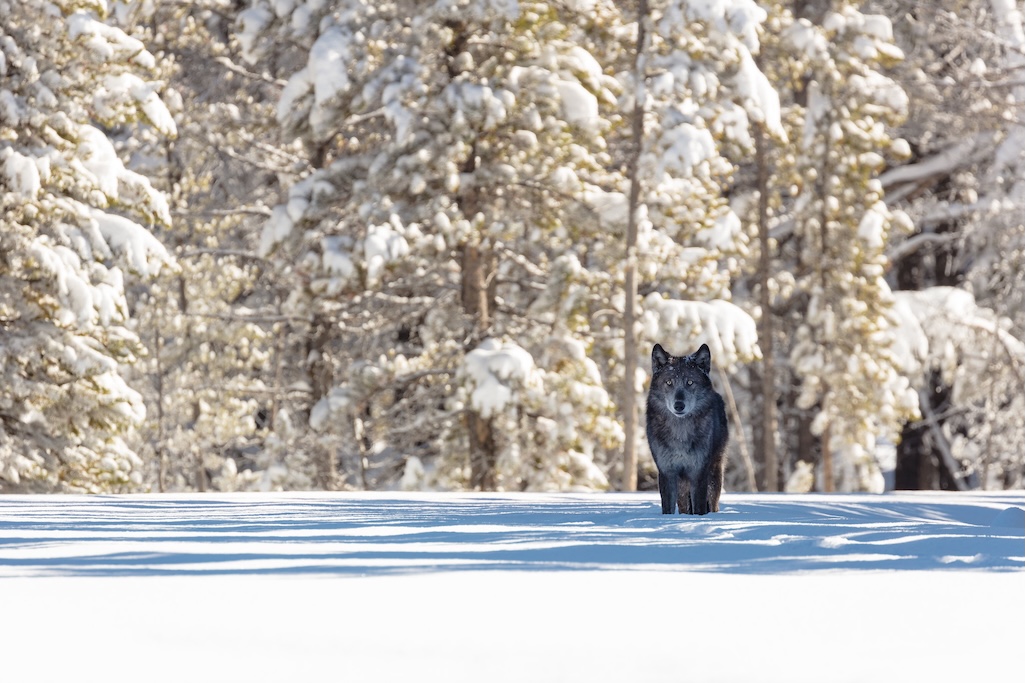 Sunday marks the 30th anniversary of the return of wolves to Yellowstone National Park