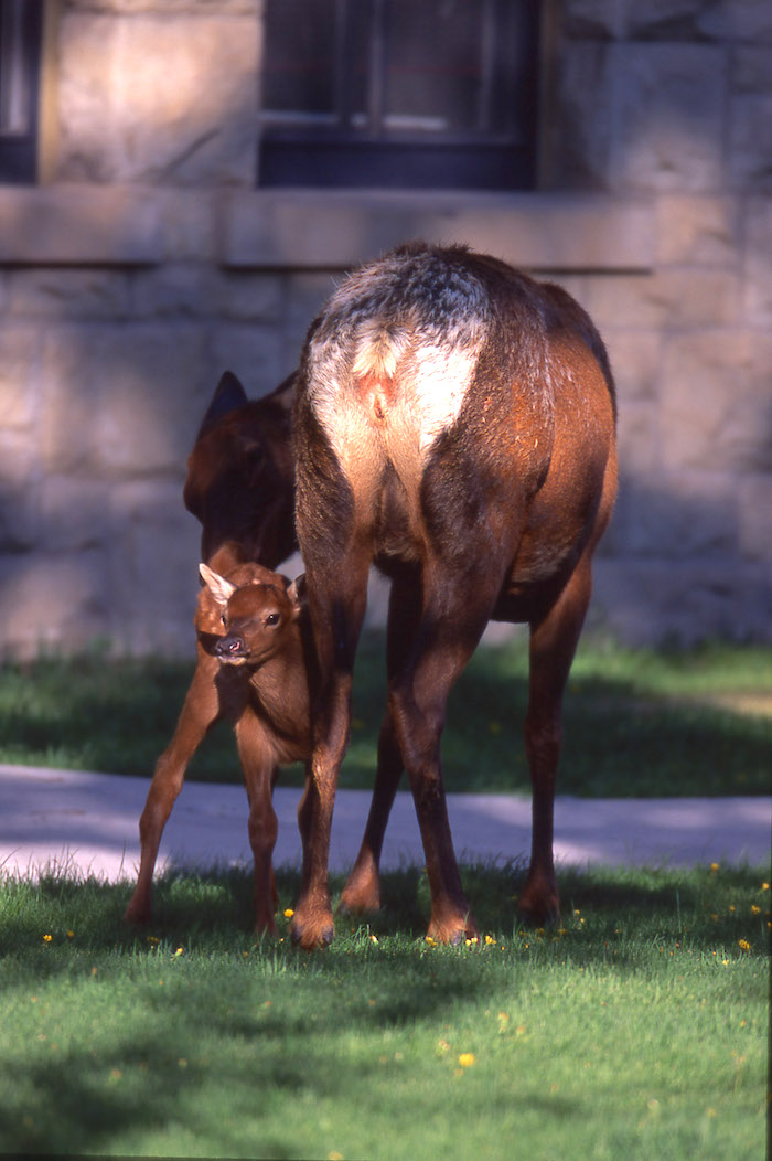 Elk and calf at Yellowstone National Park/NPS, Jim Peaco