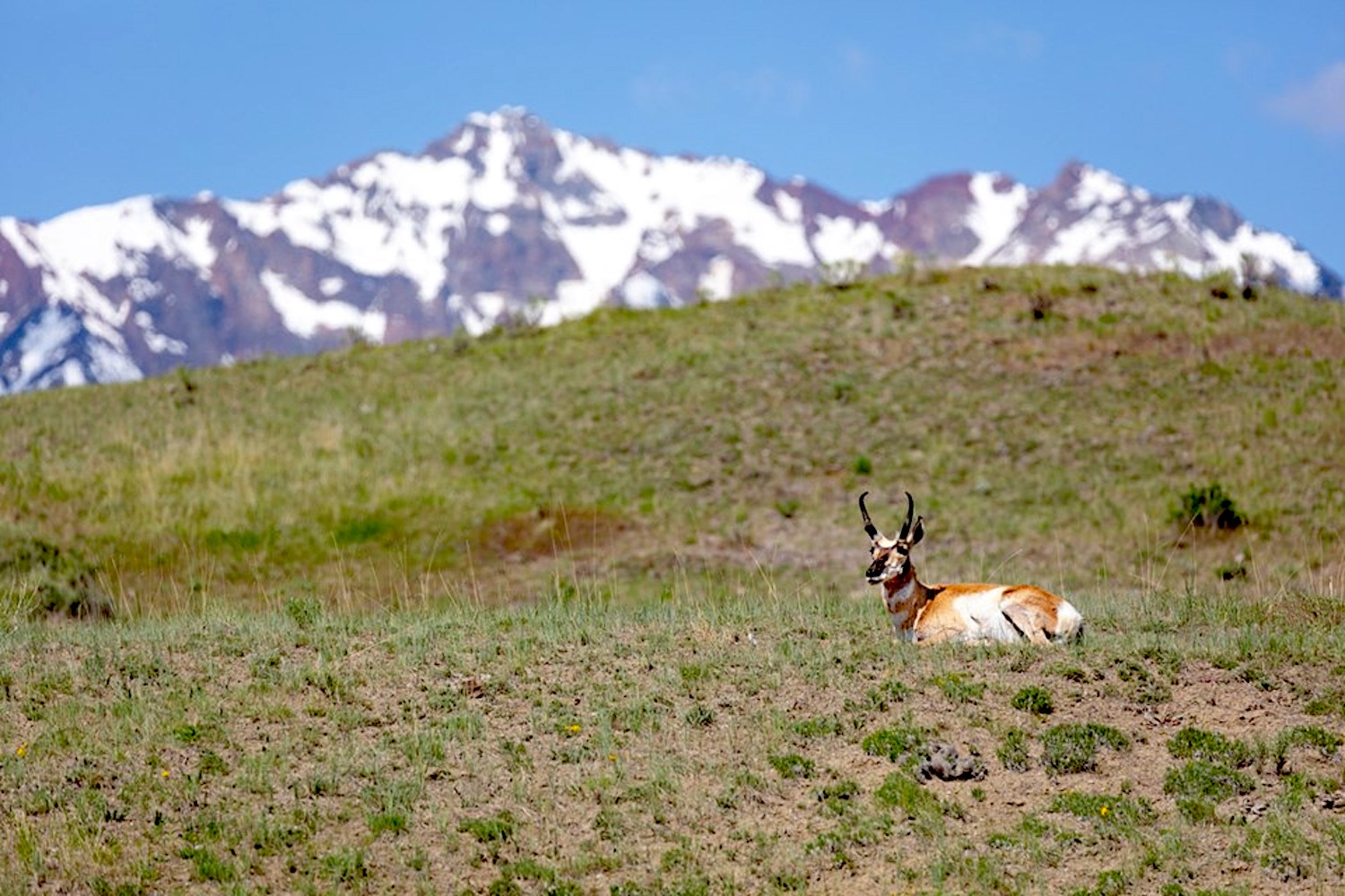 As the Greater Yellowstone Ecosystem gets more crowded, groups like the Greater Yellowstone Coalition work to maintain corridors for migrating wildlife/NPS file, Jacob W. Frank