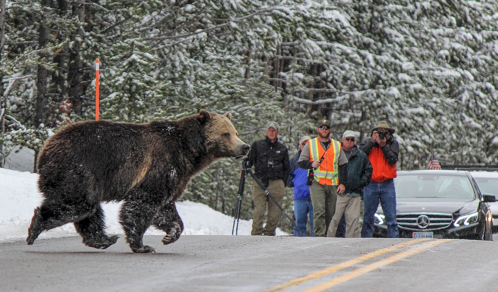 Rangers aren't always present while wildlife and human visitors cross paths in Yellowstone or Grand Teton national parks/NPS file