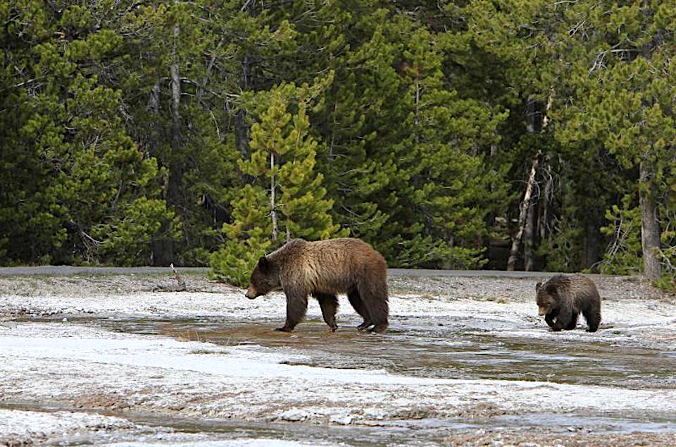 Yellowstone grizzly bears/NPS