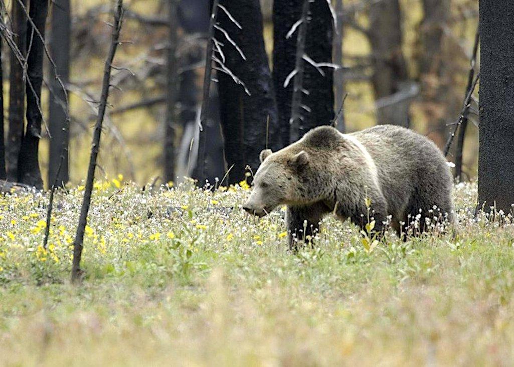 Grizzly bears, common in the Greater Yellowstone Ecosystem, could be recovered in the North Cascades of Washington state/NPS file