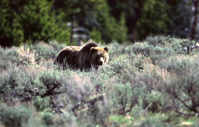 Yellowstone grizzly bear/NPS Yellowstone grizzly bear/NPS
