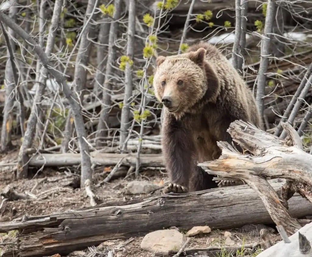 Grizzly bears have stopped expanding their range in the Greater Yellowstone Ecosystem/NPS file, Jim Peaco