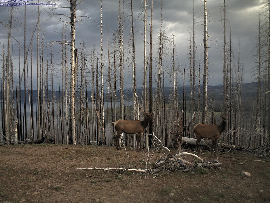 mage of elk captured by the YVO mobile webcam on June 25, 2010, when it was positioned atop Lake Butte with a view of the north side of Yellowstone Lake/USGS mage of elk captured by the YVO mobile webcam on June 25, 2010, when it was positioned atop Lake Butte with a view of the north side of Yellowstone Lake/USGS