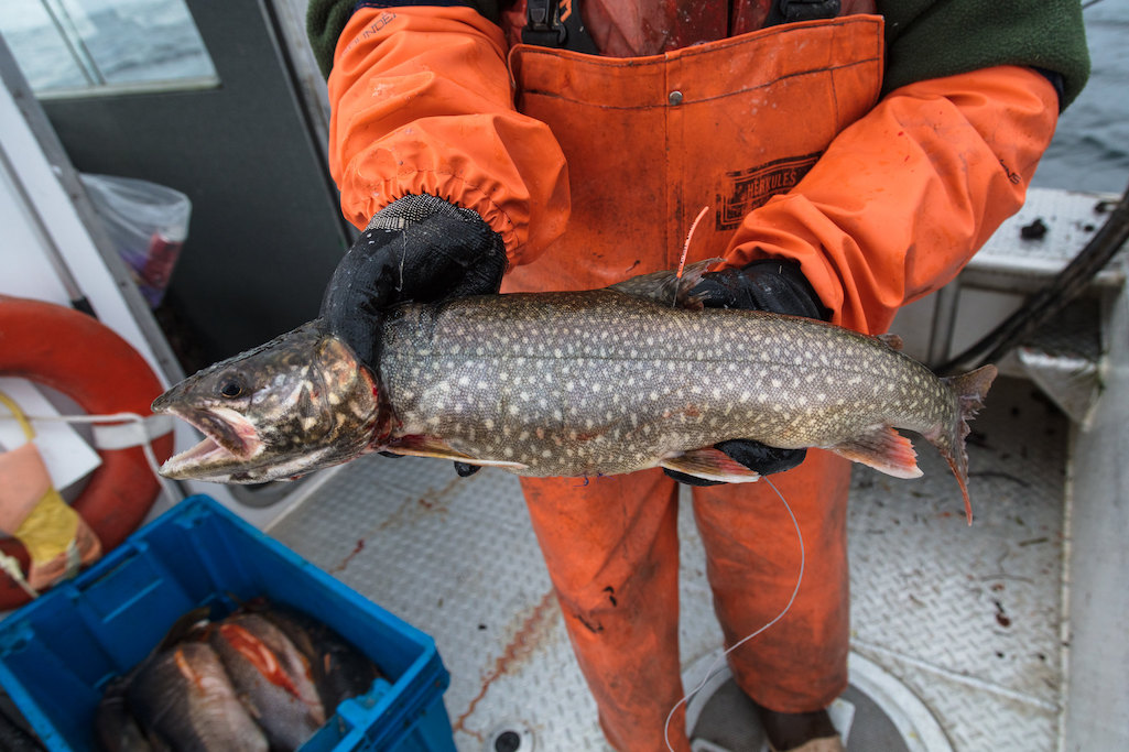 Some lake trout, such as this one, have radio trackers embedded in them to researchers can find where they spawn/NPS, Jacob W. Frank Some lake trout, such as this one, have radio trackers embedded in them to researchers can find where they spawn/NPS, Jacob W. Frank