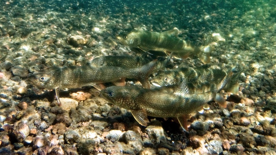 Lake trout, Yellowstone National Park/NPS Lake trout, Yellowstone National Park/NPS