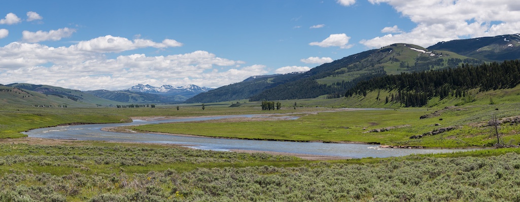 The landscape of the northern range in Yellowstone has not fully recovered from nearly a century of unfettered elk browsing/NPS file, Neal Herbert The landscape of the northern range in Yellowstone has not fully recovered from nearly a century of unfettered elk browsing/NPS file, Neal Herbert