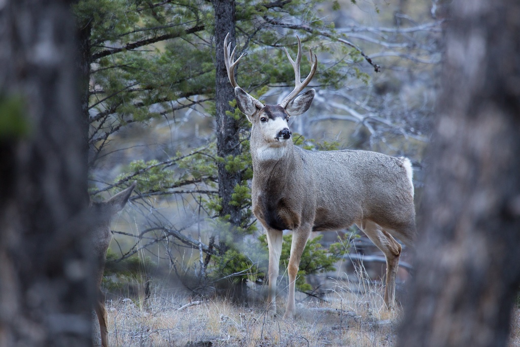 A mule deer in Yellowstone National Park has tested positive for Chronic Wasting Disease/NPS file