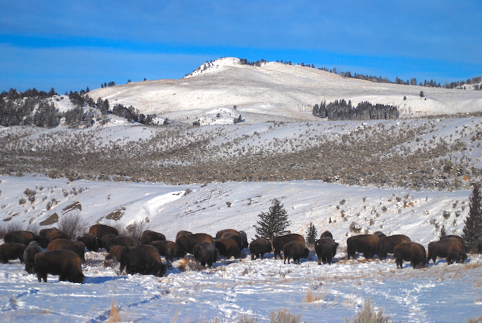 A dispute has arisen over whether bison are negatively impacting Yellowstone's Northern Range/Kurt Repanshek file