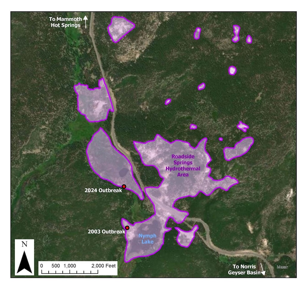 Map showing the Roadside Springs thermal area, located just north of Nymph Lake along the Norris-Mammoth highway.  Hydrothermal ground is shaded purple.  New hydrothermal features formed in 2003 on the north side of Nymph Lake, and also in 2024 a bit furt