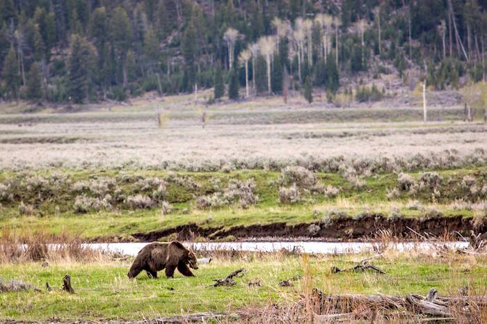Scarface, A Grizzly Bear Of Renown, Was Killed By A Gunshot Scarface, A Grizzly Bear Of Renown, Was Killed By A Gunshot