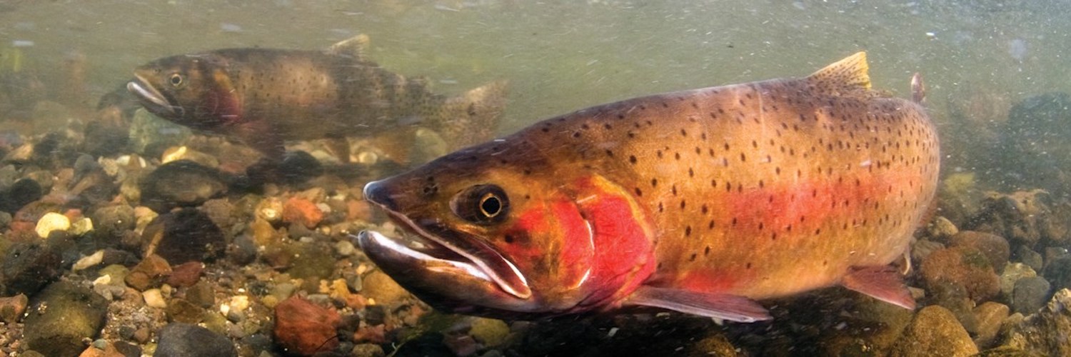 Yellowstone National Park's iconic Yellowstone cutthroat trout have been under attack from nonnative lake trout/NPS, Jay Fleming