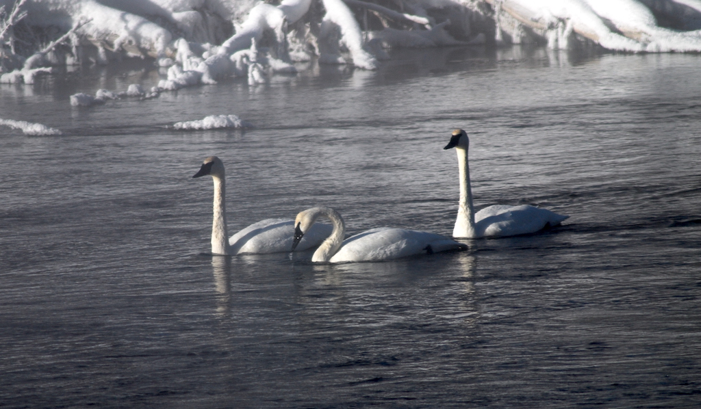 Winter means snowmobiling, snowshoeing, cross-country skiing, and wildlife watching in Yellowstone/Kurt Repanshek file Winter means snowmobiling, snowshoeing, cross-country skiing, and wildlife watching in Yellowstone/Kurt Repanshek file