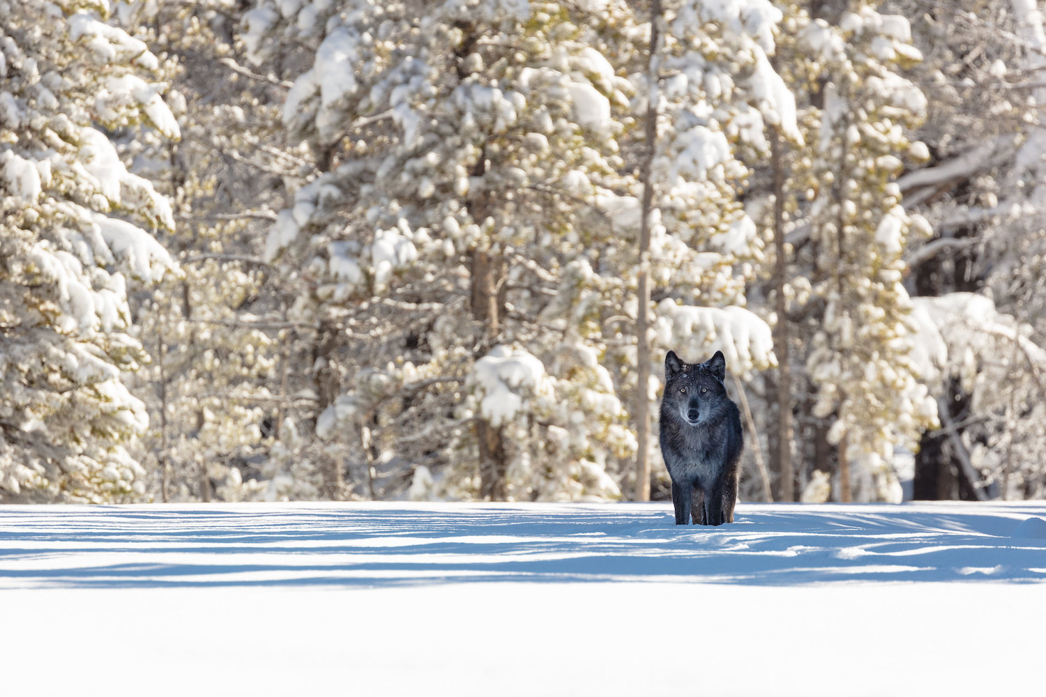 Wolf losses to hunters outside Yellowstone National Park's boundaries can disband individual wolf packs/NPS file, Jacob W. Frank