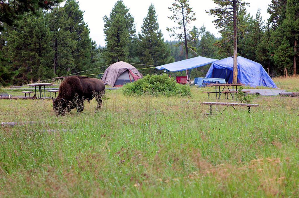 A visitor at a Bridge Bay campsite, Yellowstone National Park / NPS file
