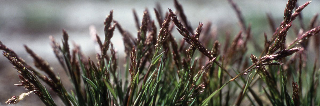 Ross's bentgrass, an endemic species of plant found in Yellowstone National Park / NPS file