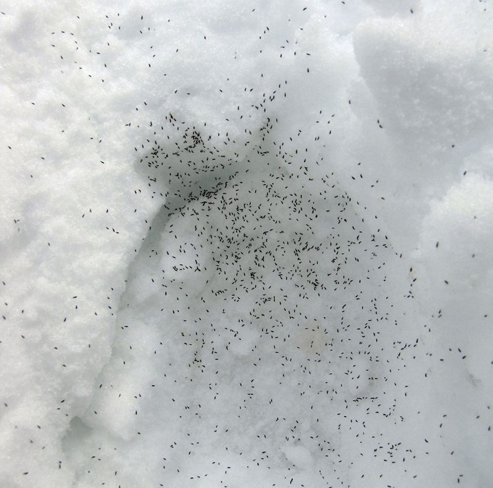 A patch of snow fleas, Yellowstone National Park / NPS A patch of snow fleas, Yellowstone National Park / NPS