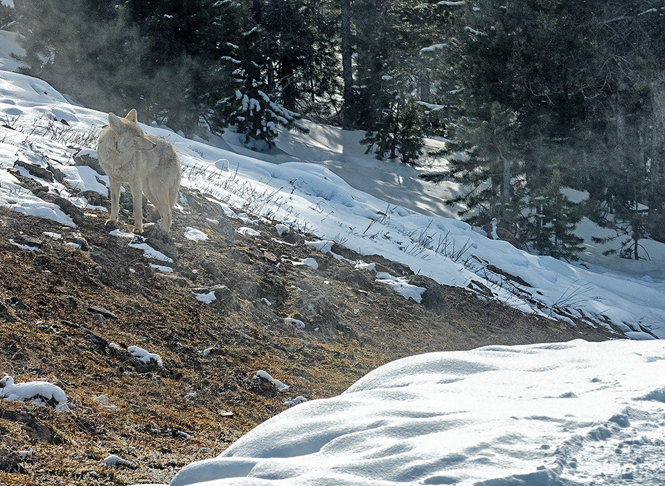 An off-trail coyote, Yellowstone National Park / Rebecca Latson An off-trail coyote, Yellowstone National Park / Rebecca Latson