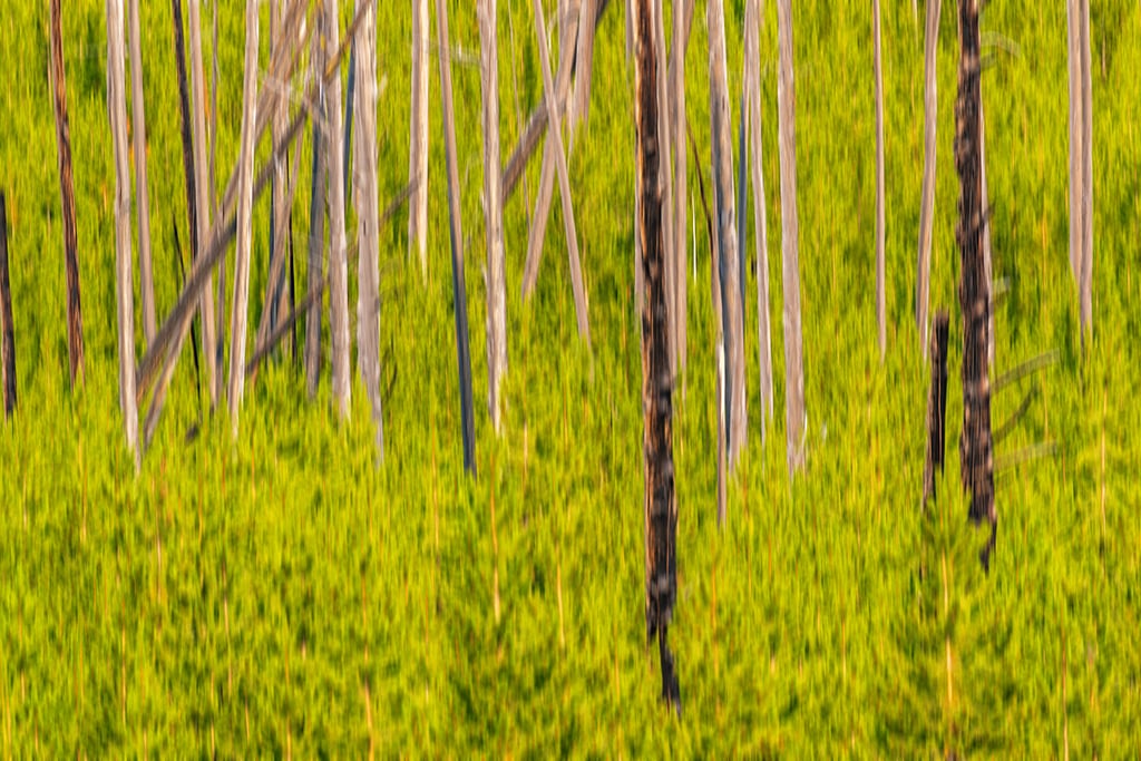 Green and brown lens movement blur abstract, Yellowstone National Park / Rebecca Latson Green and brown lens movement blur abstract, Yellowstone National Park / Rebecca Latson