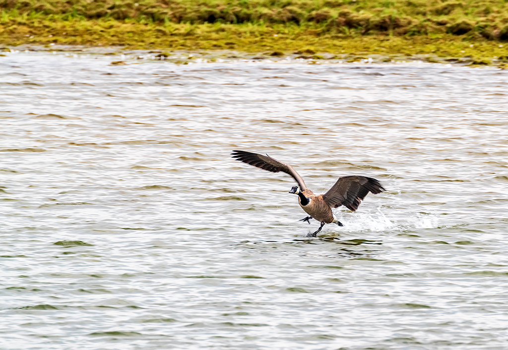 Coming in for a landing, Yellowstone National Park / Rebecca Latson