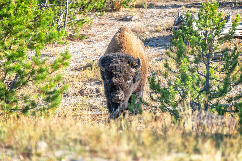 Bovine brucellosis is not the only infectious disease that can attack wildlife at Yellowstone National Park / Rebecca Latson