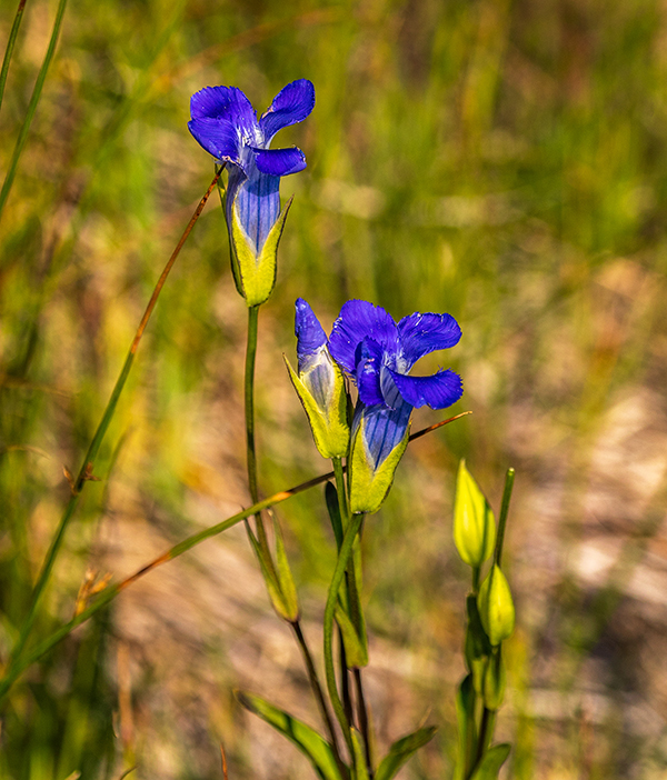 Bog Gentian, Yellowstone National Park / Rebecca Latson