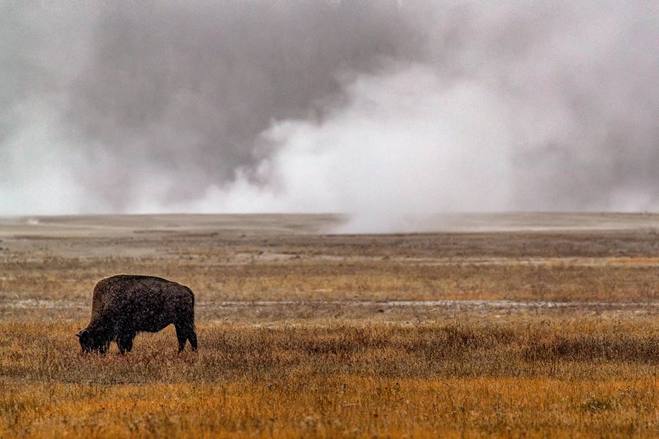 Grazing in an autumn snow storm, Yellowstone National Park / Rebecca Latson