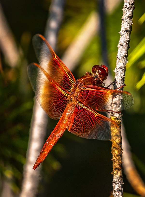 Flame Skimmer, Yellowstone National Park / Rebecca Latson