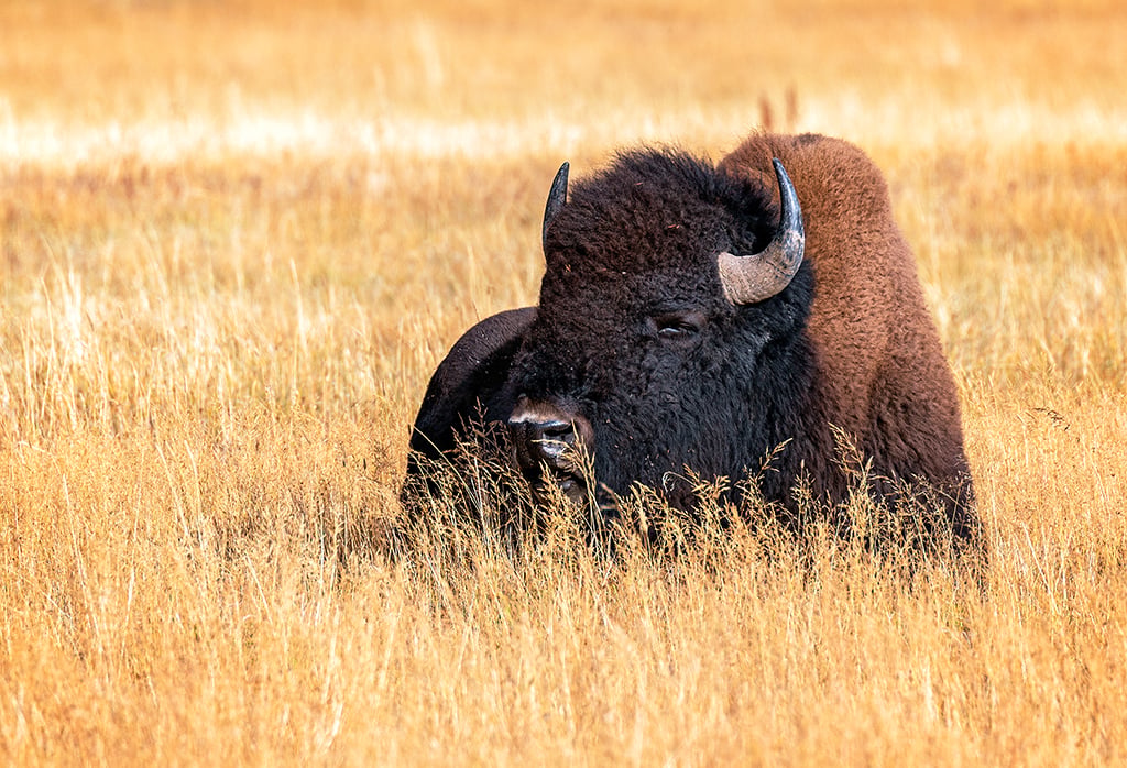 A bison basking in the sun, Yellowstone National Park / Rebecca Latson A bison basking in the sun, Yellowstone National Park / Rebecca Latson